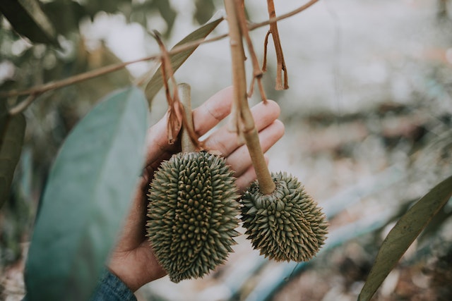 Hand holding young durian fruit