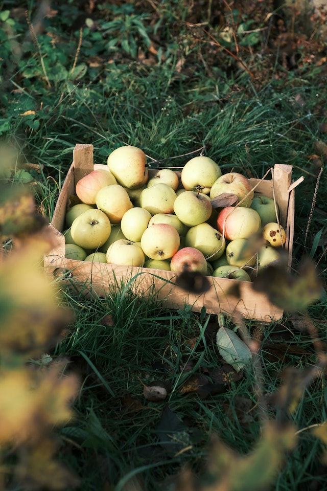A crate of apples on the ground