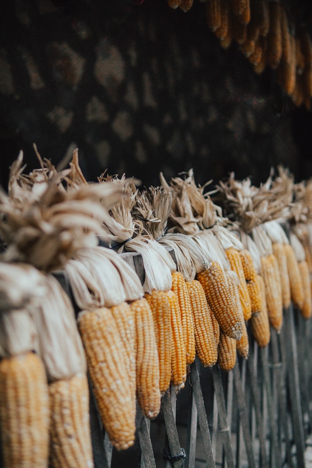 Corn being dried out