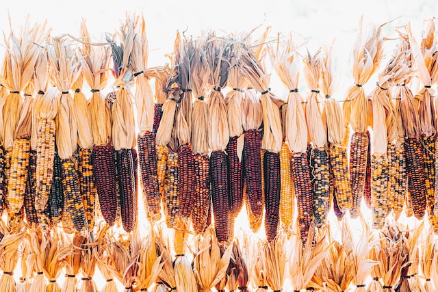 Corn hanging out to dry
