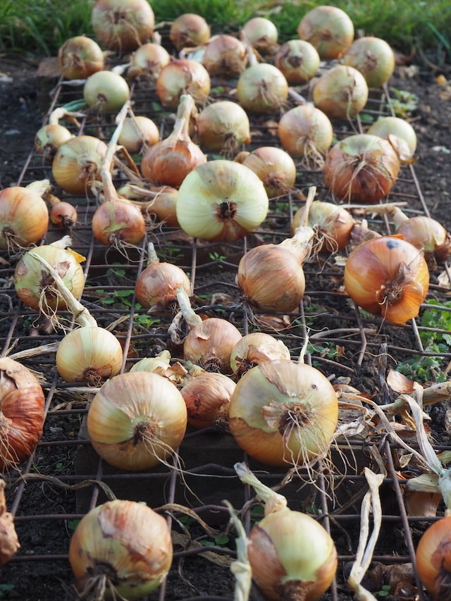 Newly harvested onions on the ground