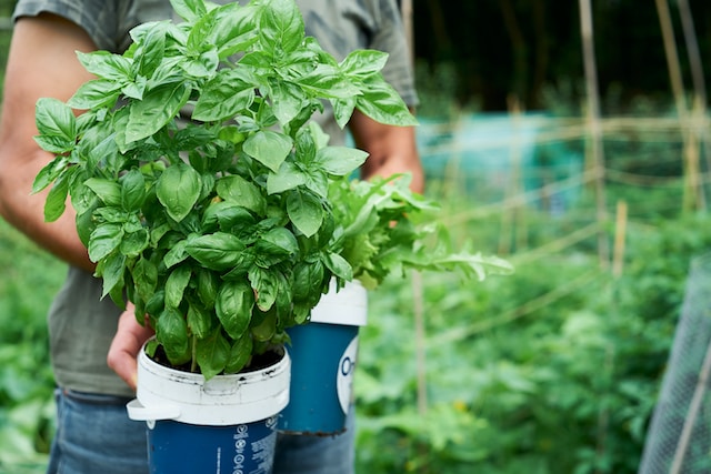 Person holding a pot of basil